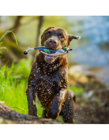 HP&G Dummy Amerikansk Kricka