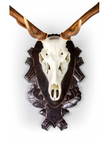 Trofeskruv Kronhjort